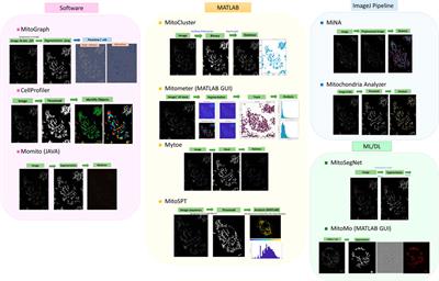 Image Analysis of the Mitochondrial Network Morphology With Applications in Cancer Research